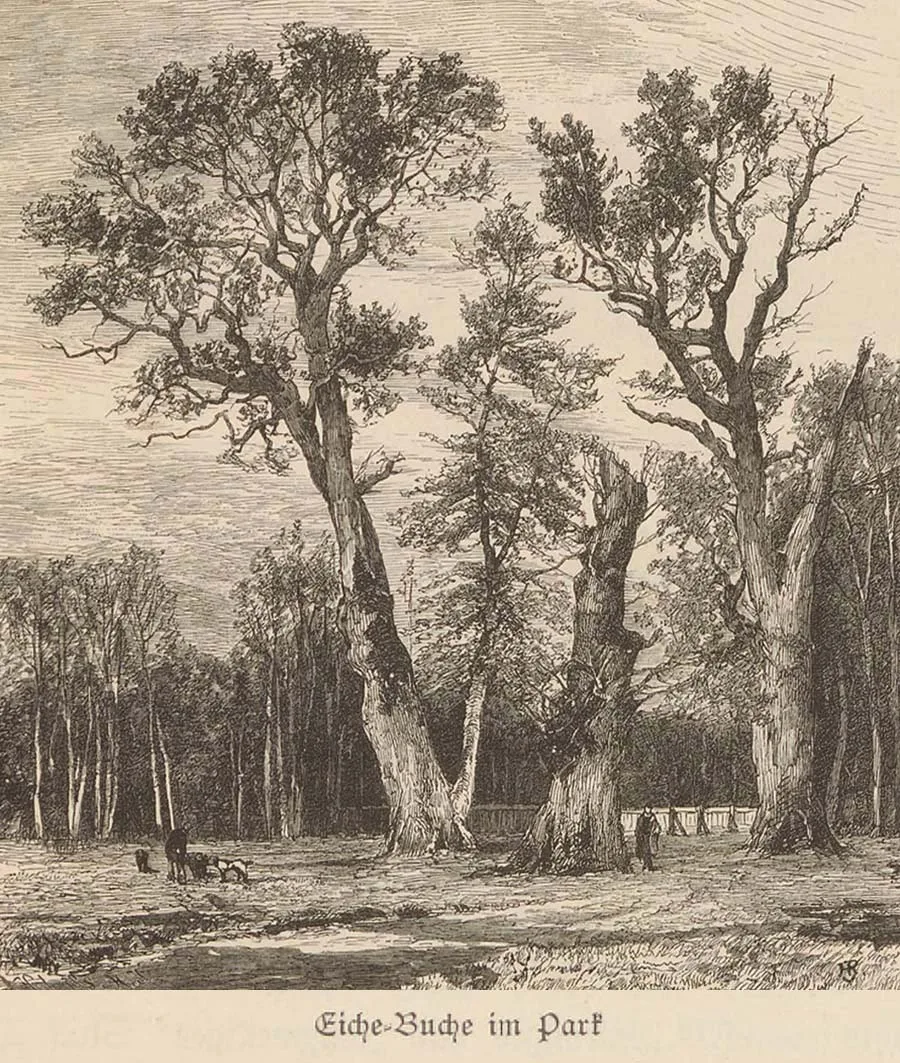 Oaks in the park