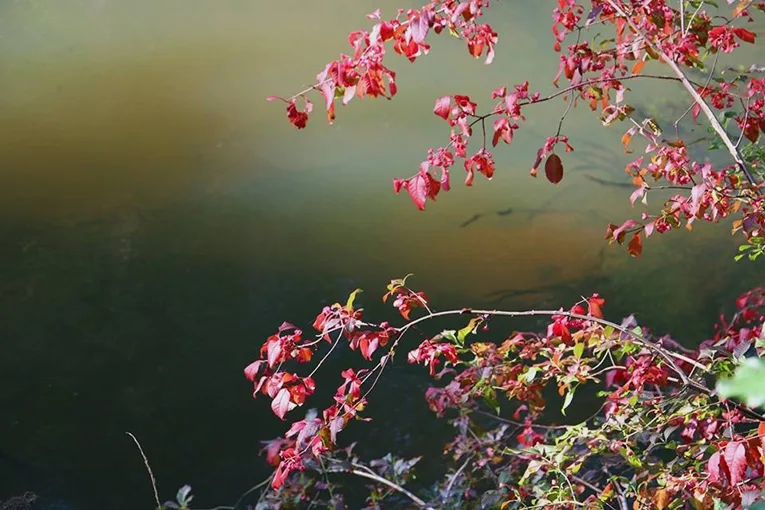 European spindle (Euonymus europaeus)
