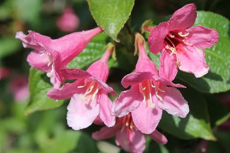 Weigela (lat. Weigela)