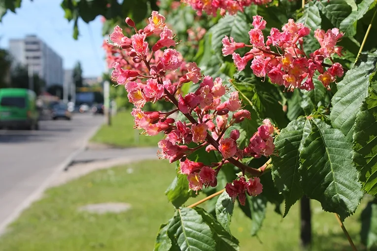 Chestnut (lat. Castanea)