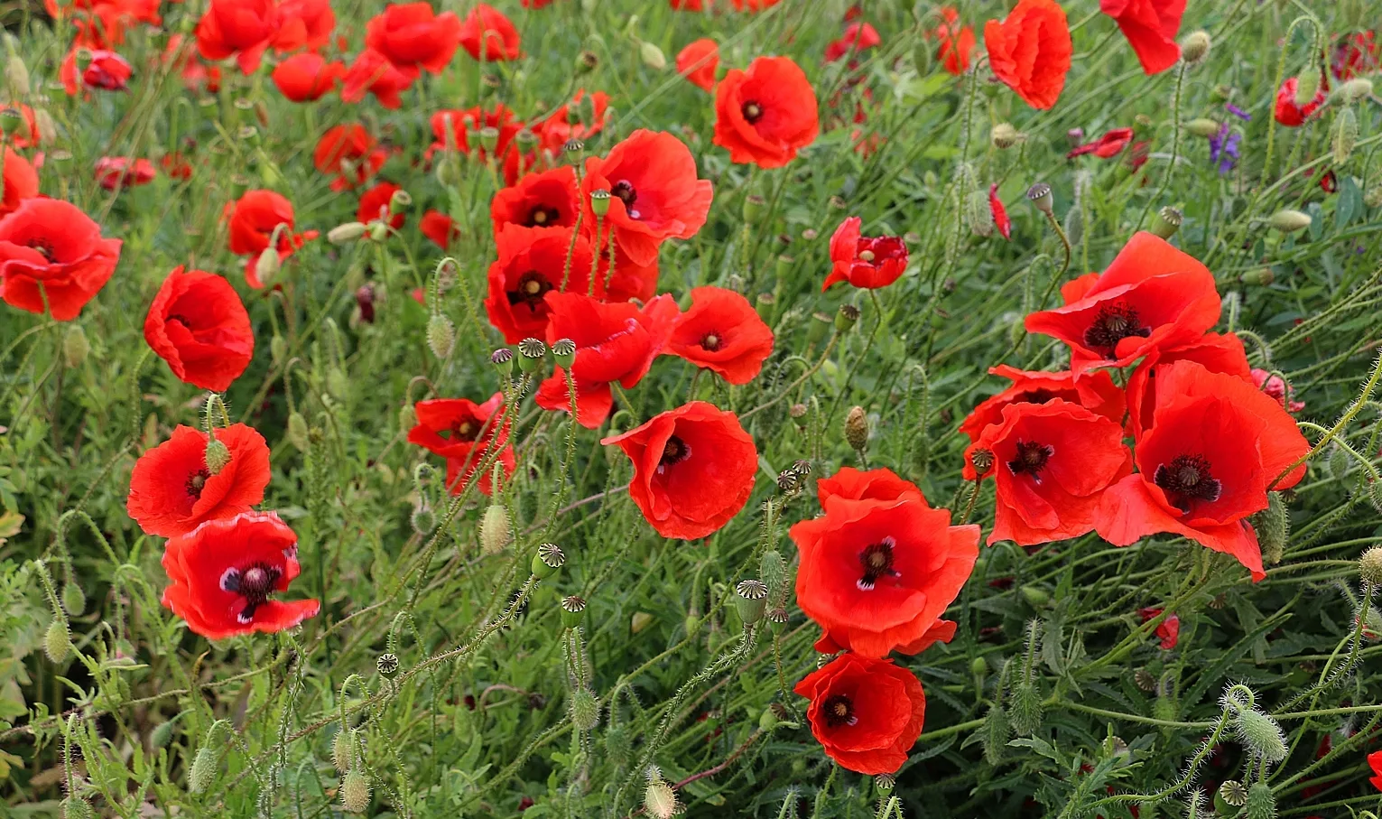 The brightest summer flowers – poppies.