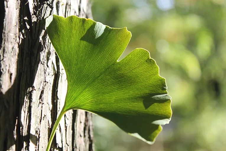 Ginkgo, maidenhair tree (lat. Ginkgo biloba)