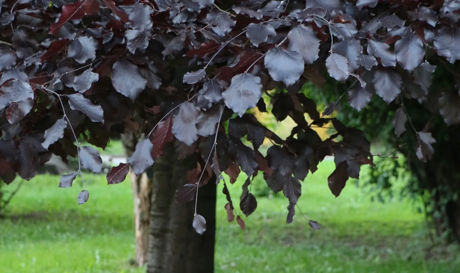 A coloured variety of beech – the copper beech.