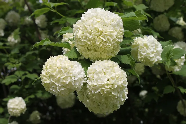 Viburnum (lat. Viburnum)