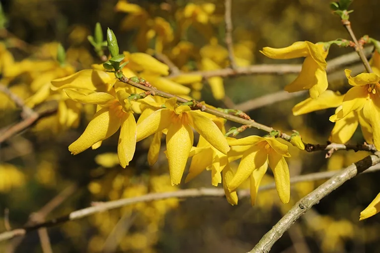 Forsythia (lat. Forsythia)