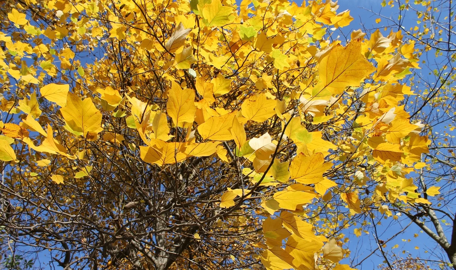 Leaves of the liriodendron (tulip tree) in autumn. Photo by Natalya Antonova