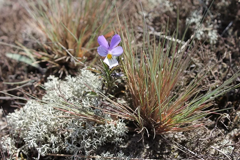 Seaside violet (lat. Viola maritima)