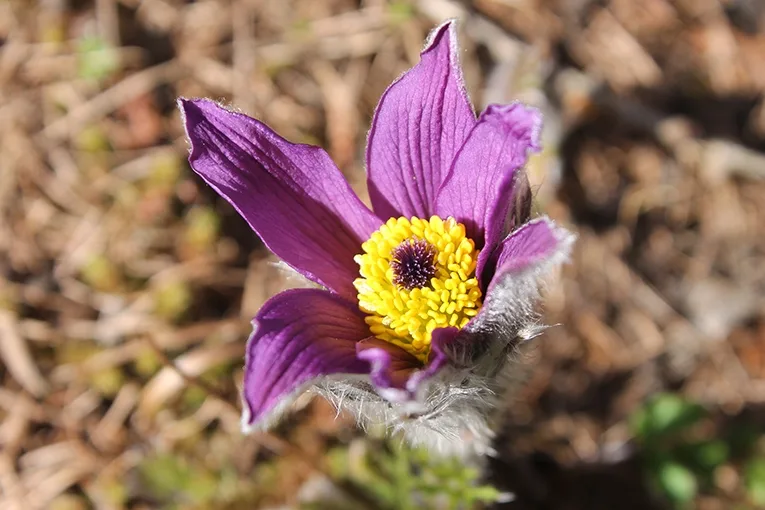 Pasque flower, or pulsatilla (lat. Pulsatilla)