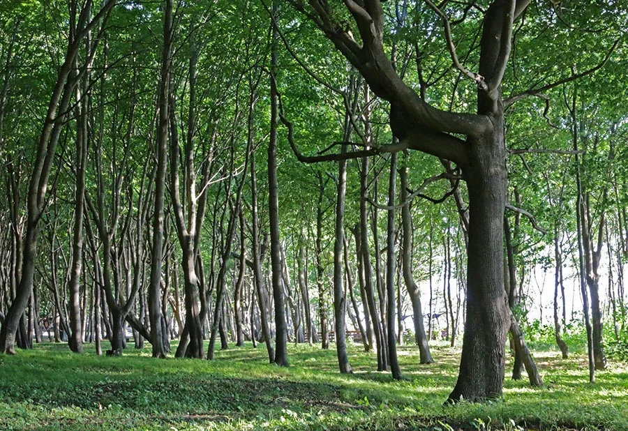 In the Moritz Becker Park on the seashore