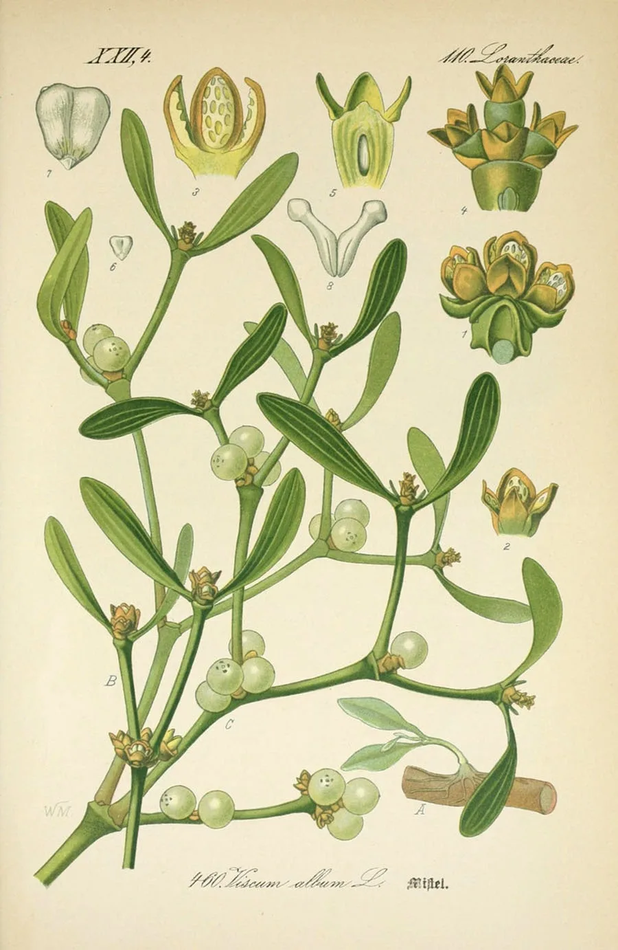 Viscum album