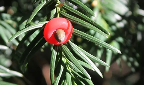 English yew