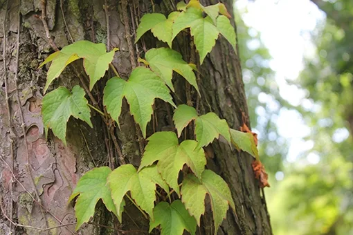 Boston ivy