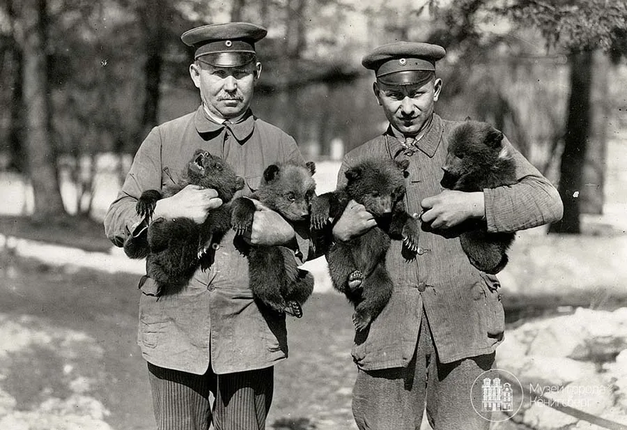 Bear cubs