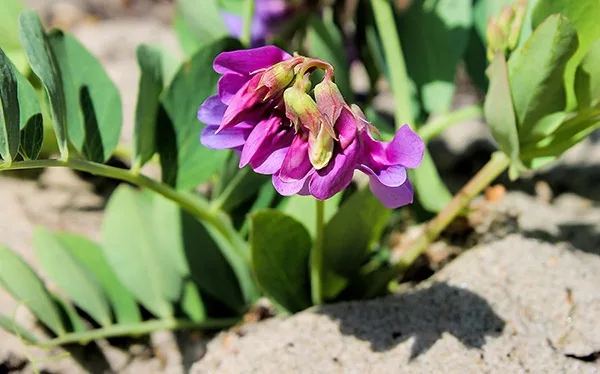 Sea pea