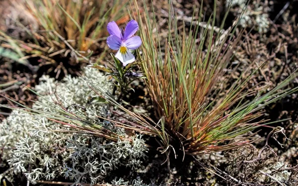 Seaside pansy