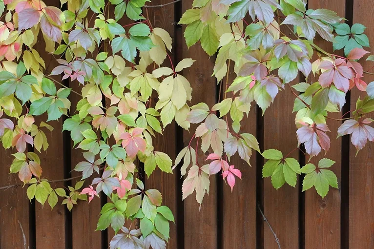 Virginia creeper (lat. Parthenocissus quinquefolia)