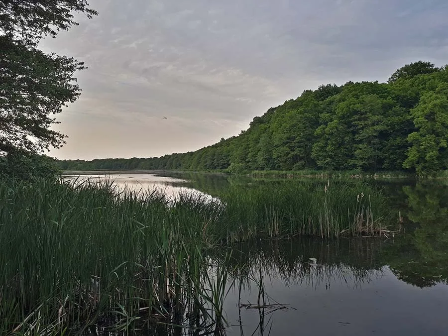 Lauth pond