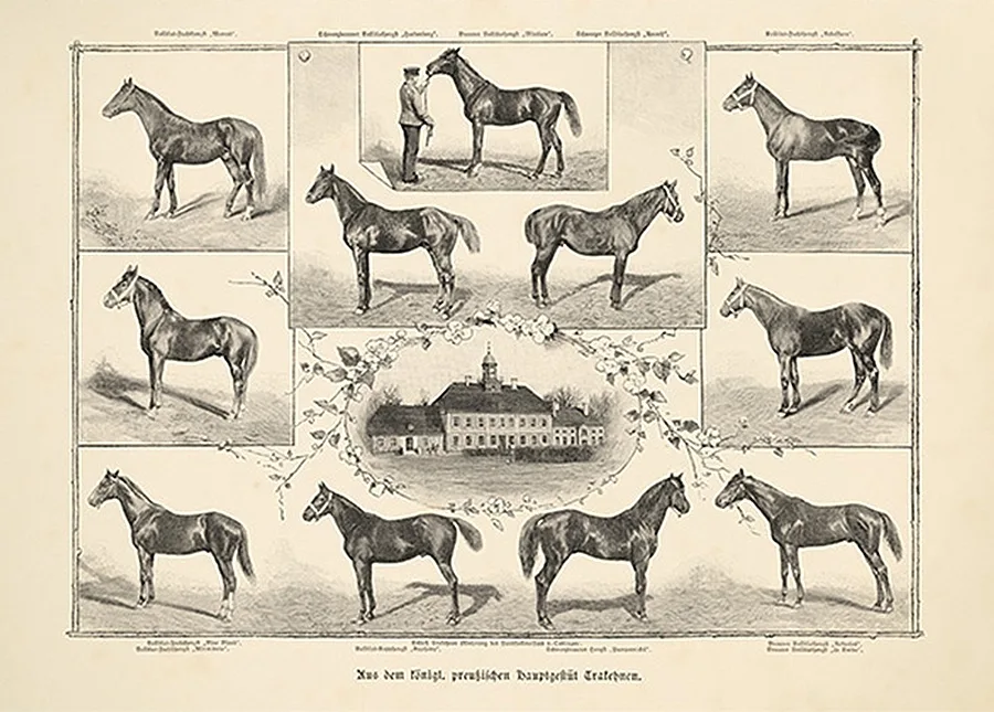 Trakehnen