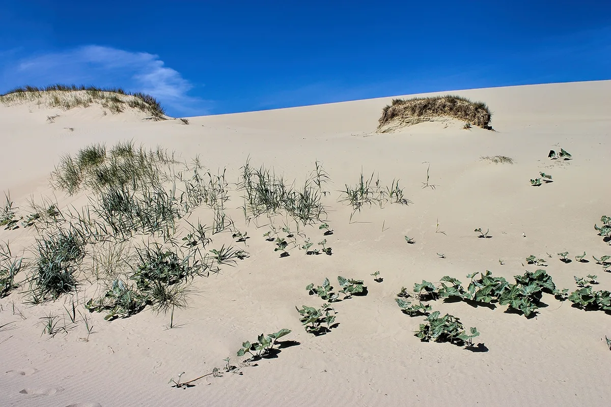 Flora of the Curonian Spit: They Stopped the Sands