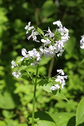 Perennial honesty
