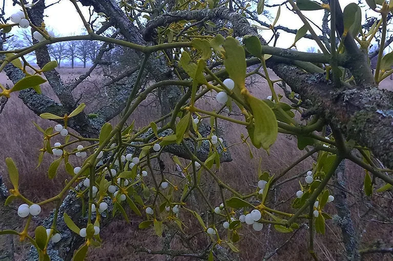 Mistletoe (lat. Viscum)