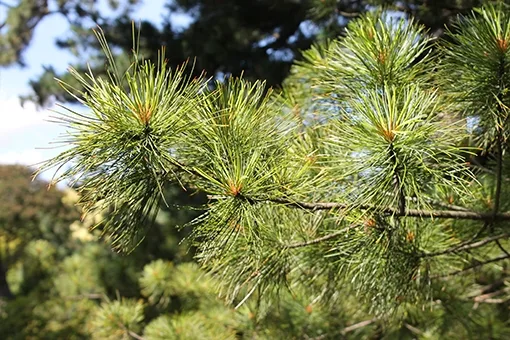 Macedonian pine