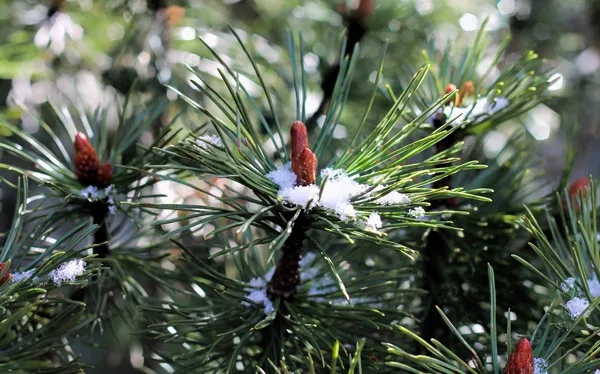 Mountain pine