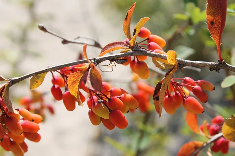 Barberry (lat. Berberis)
