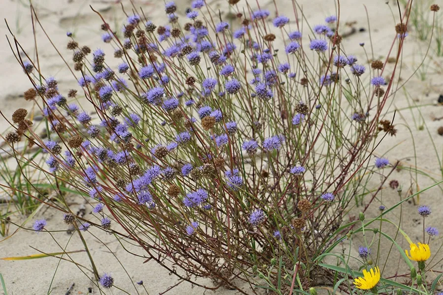 Blumen am Ufer des Kurischen Haffs