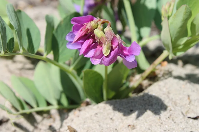 Sea pea (lat. Lathyrus maritimus)