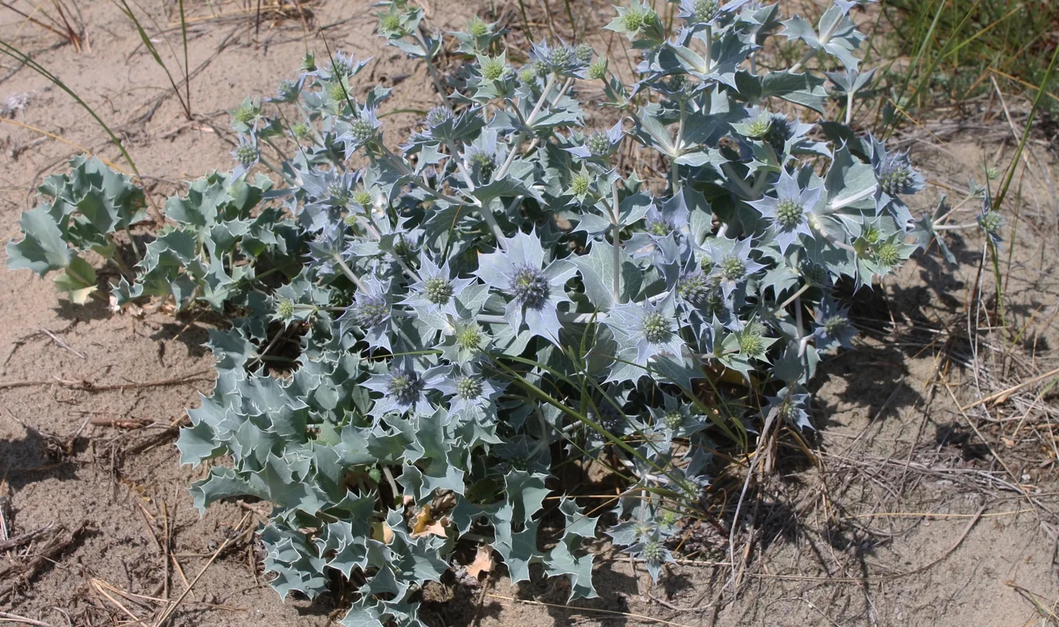 A clump of sea holly. Photo by Natalya Antonova