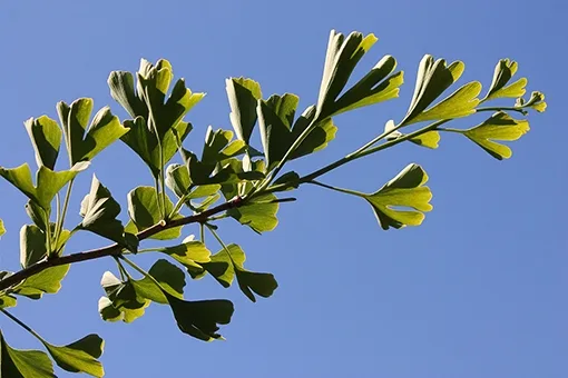 A ginkgo branch