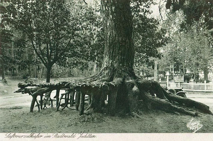 Pine roots