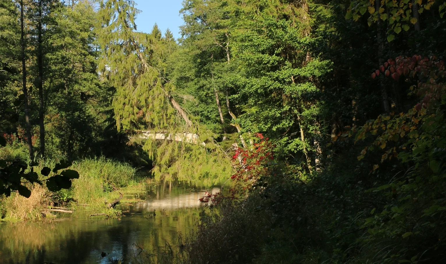 The Rominta Forest. A bridge over the Krasnaya River deep in the woods.