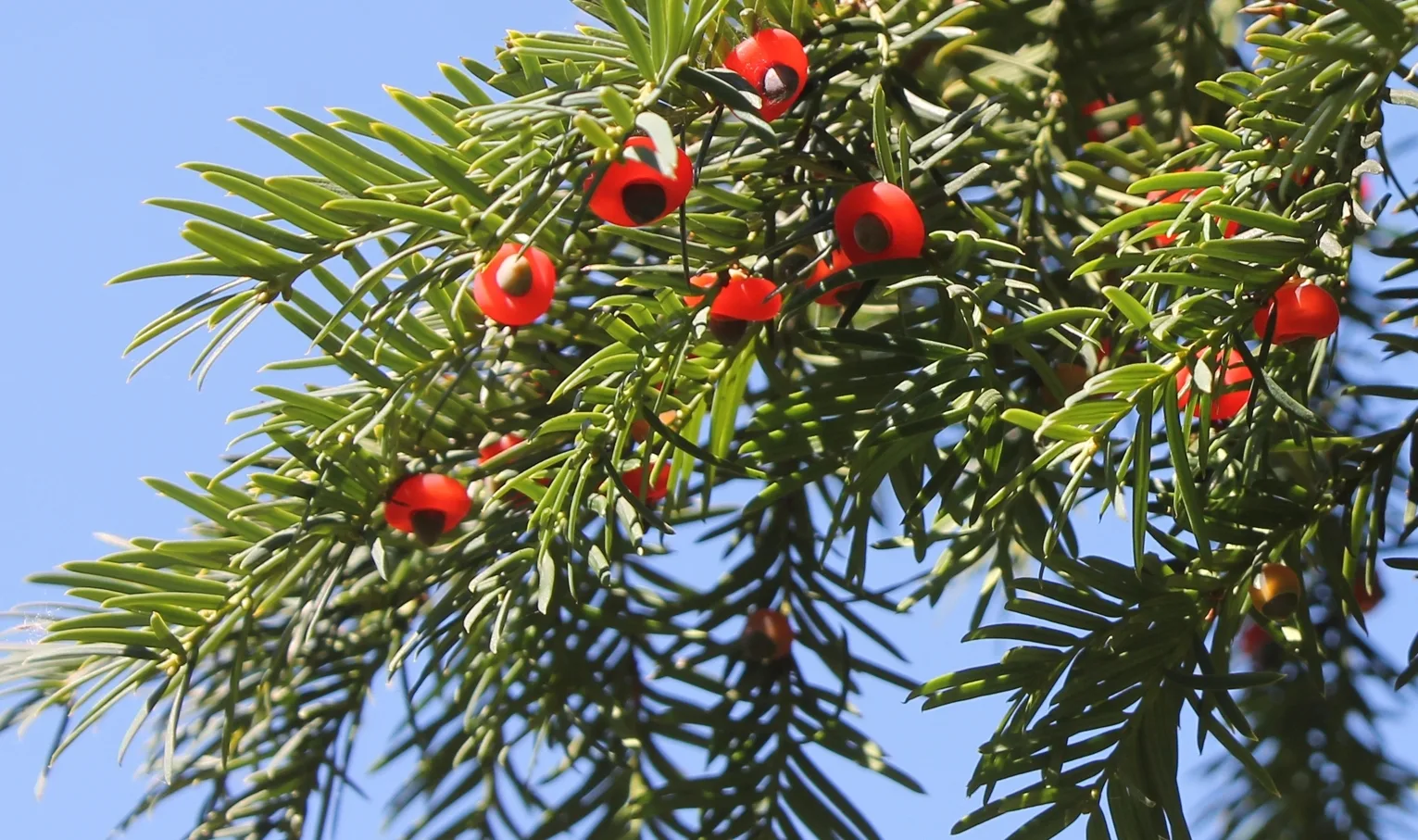 A branch of English yew with fruit. Photo by Natalya Antonova