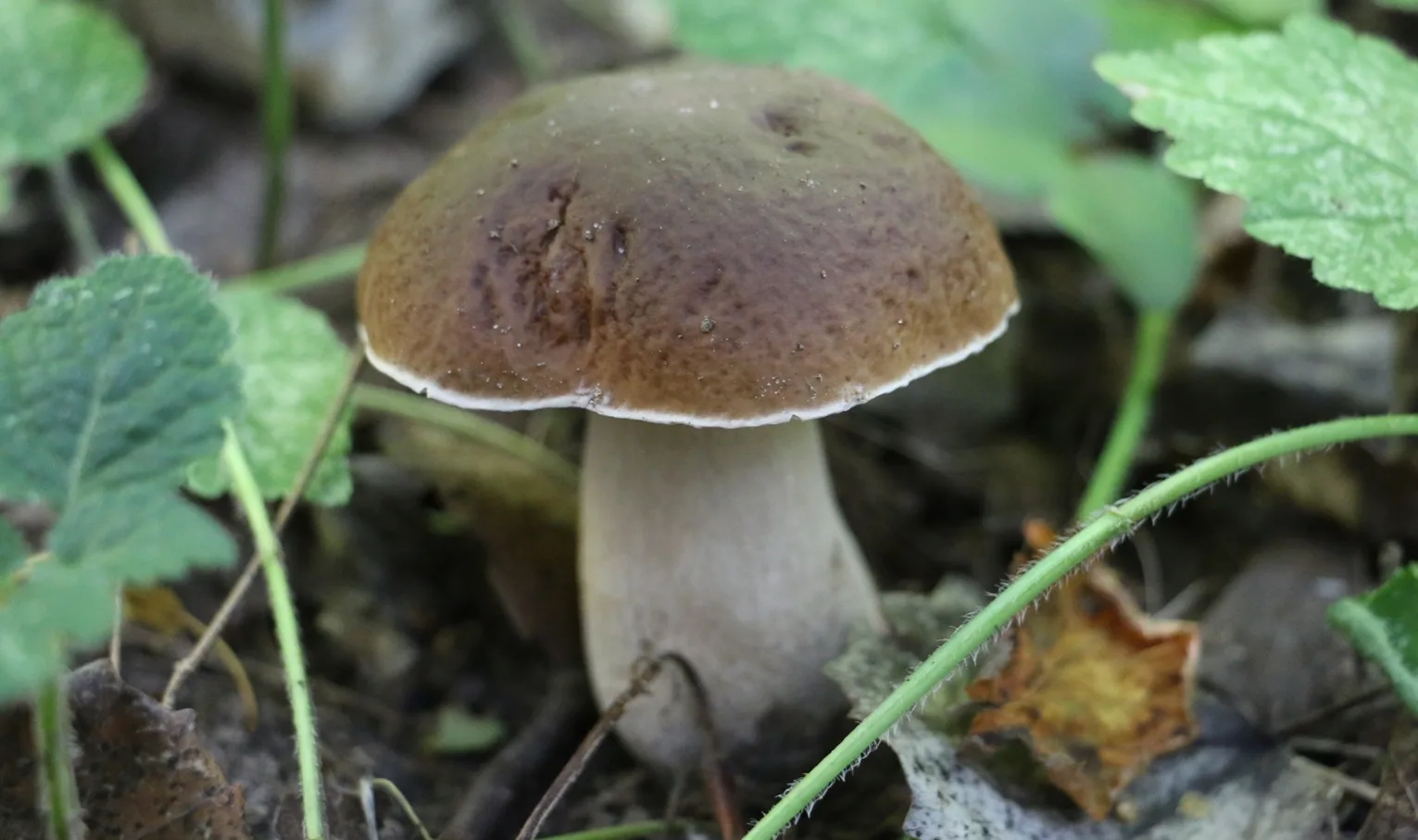 The Rominta Forest. Mushroom season.