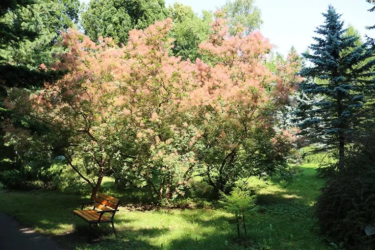 Smoke tree (lat. Cotinus coggygria)