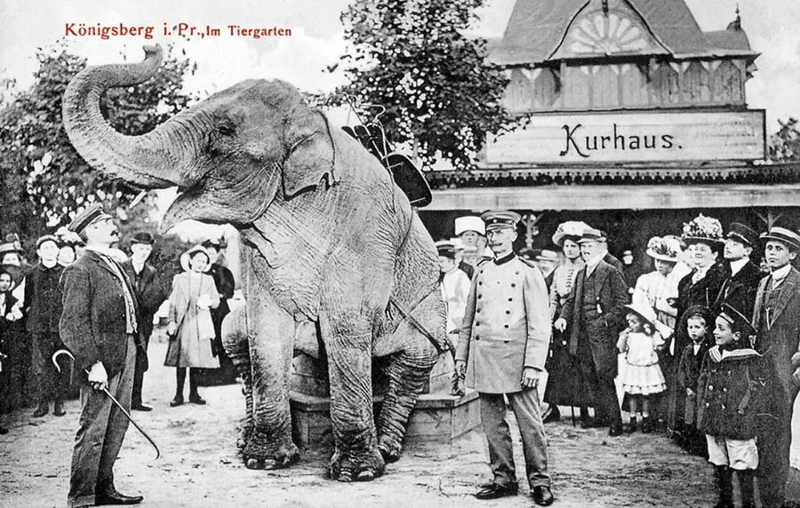 Elephant