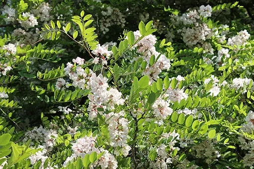 Black locust in bloom