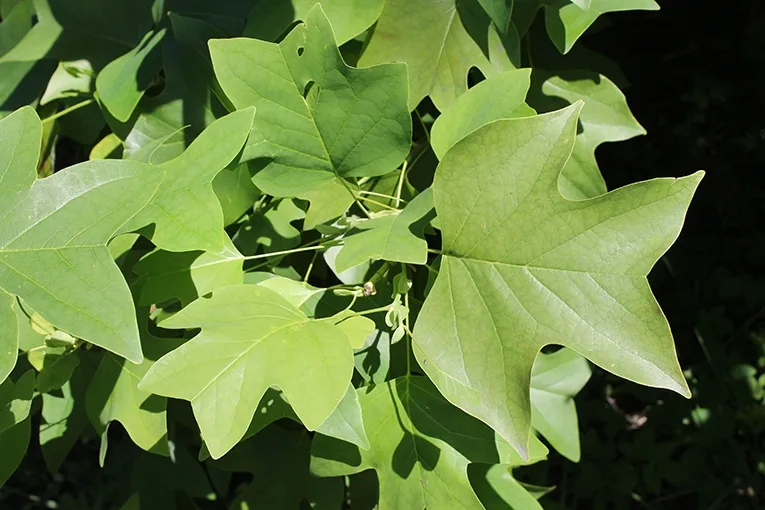 Tulip tree (lat. Liriodendron tulipifera)