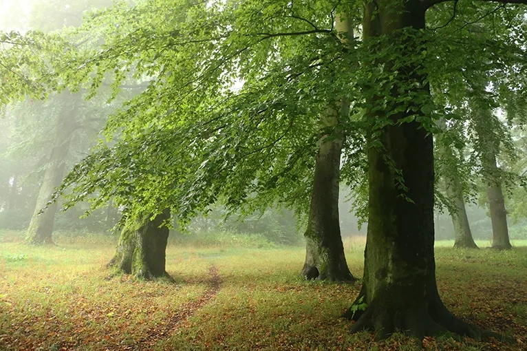 European beech, or common beech (lat. Fagus sylvatica)