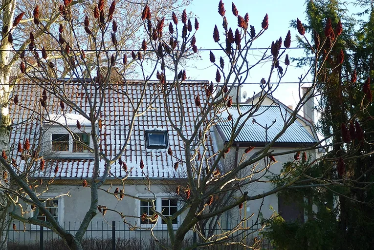 Staghorn sumac (lat. Rhus tuphina)