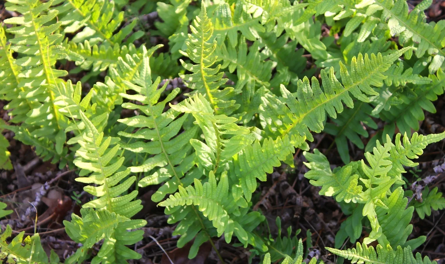 The epiphytic fern common polypody. Photo by Natalya Antonova