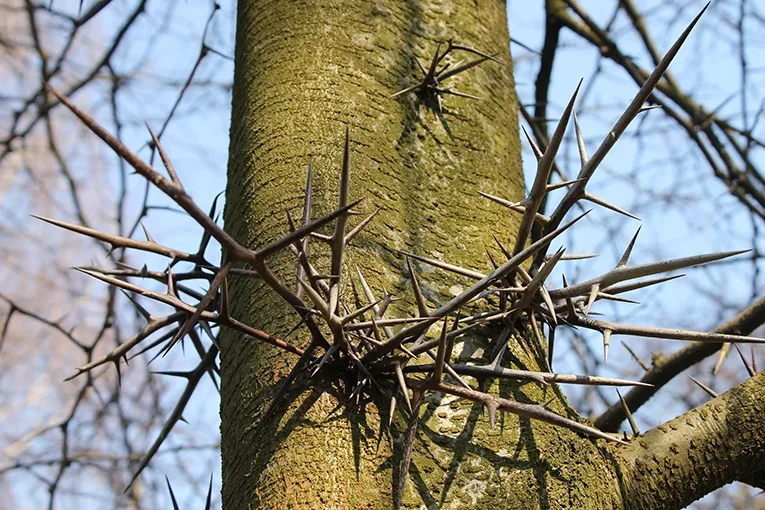 Honey locust (lat. Gleditsia triacanthos)