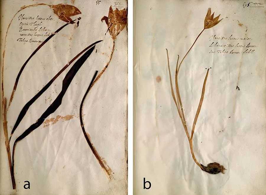 Senovinis herbariumas