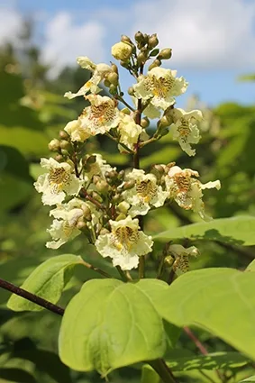 Southern catalpa