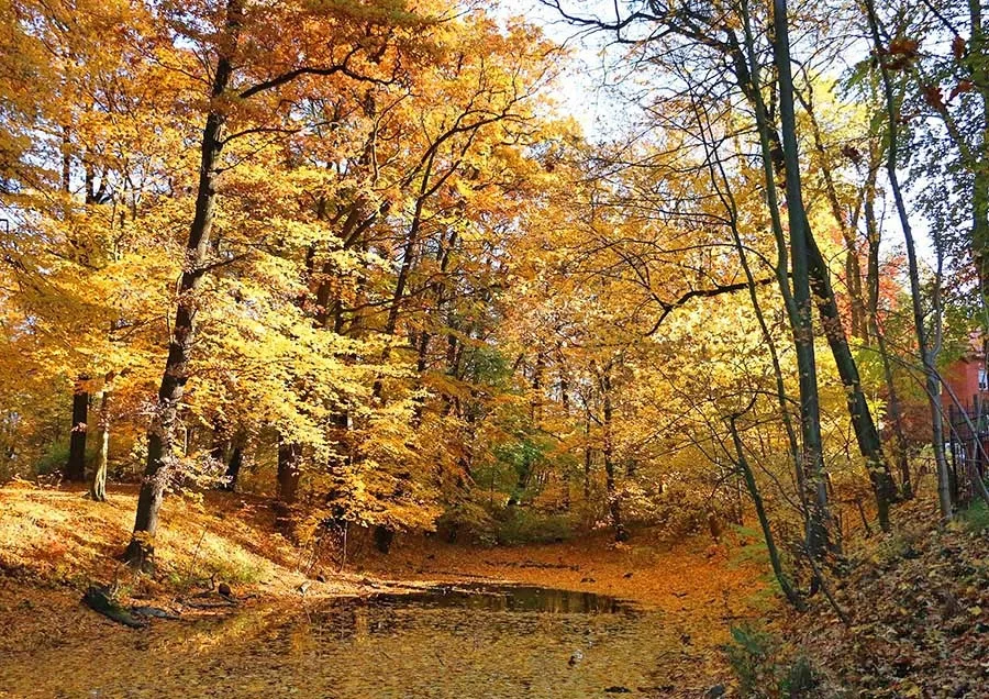 Kalthöfer Park