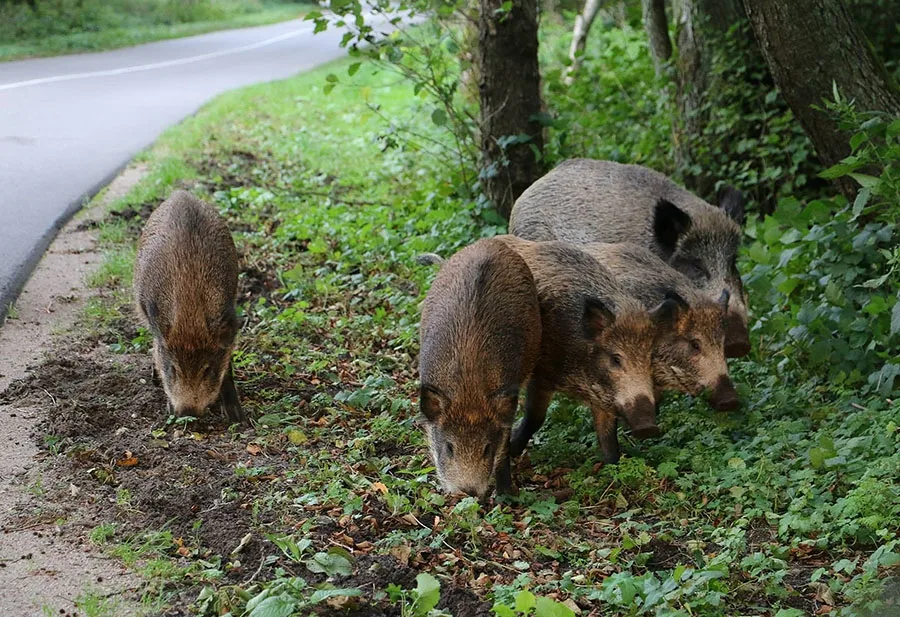 Wildschweine auf der Kurischen Nehrung