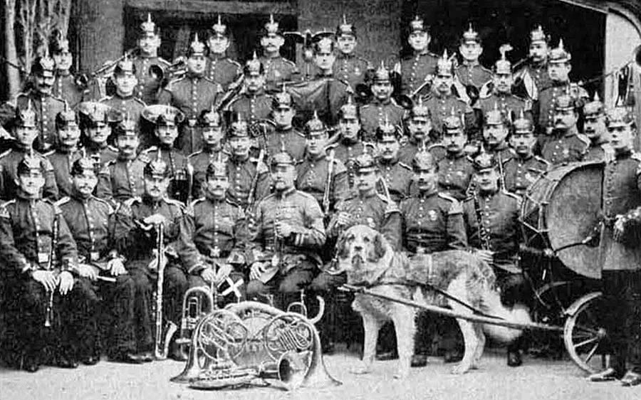 The drummer dog