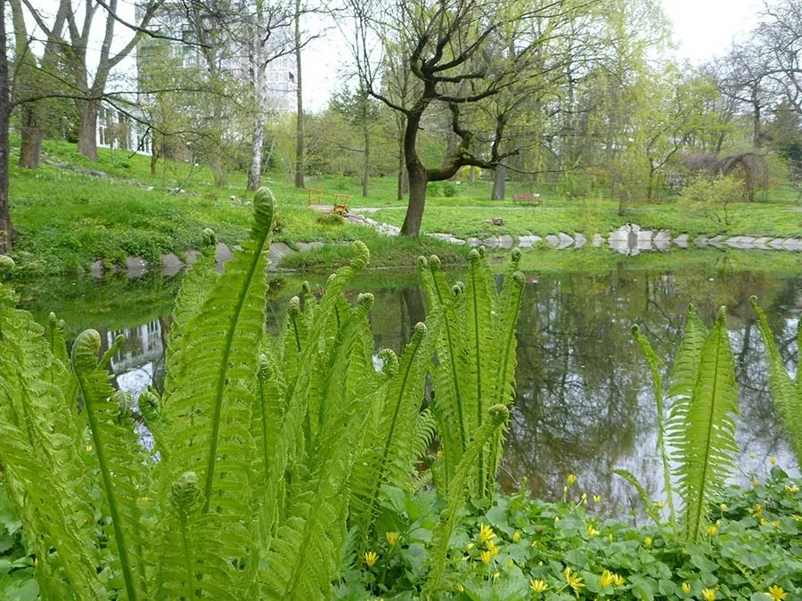 Tvenkinys